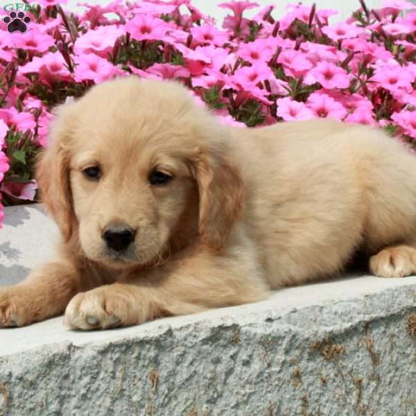Dottie, Goldendoodle Puppy