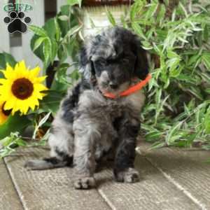 Dottie, Goldendoodle Puppy