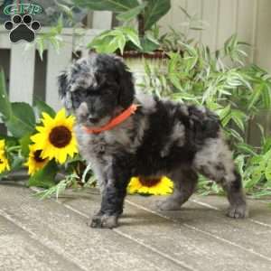 Dottie, Goldendoodle Puppy