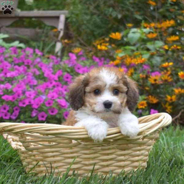 Douglas, Cavachon Puppy
