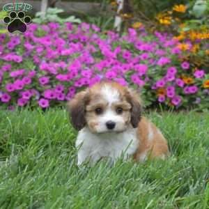 Douglas, Cavachon Puppy