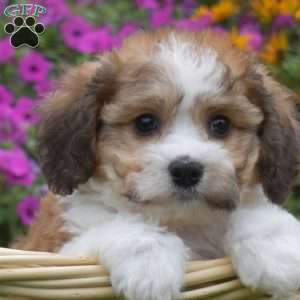 Douglas, Cavachon Puppy