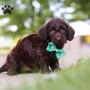 Dragona, Dachshund Mix Puppy