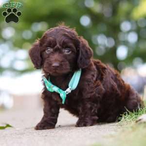 Dragona, Dachshund Mix Puppy