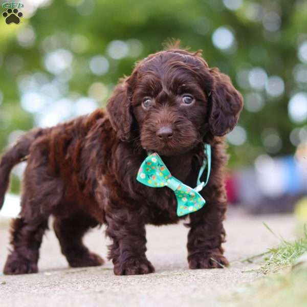 Dragona, Dachshund Mix Puppy