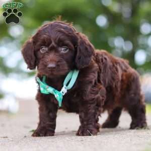 Dragona, Dachshund Mix Puppy