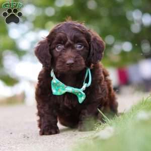 Dragona, Dachshund Mix Puppy