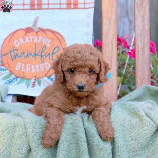 Dream, Mini Goldendoodle Puppy