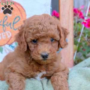 Dream, Mini Goldendoodle Puppy