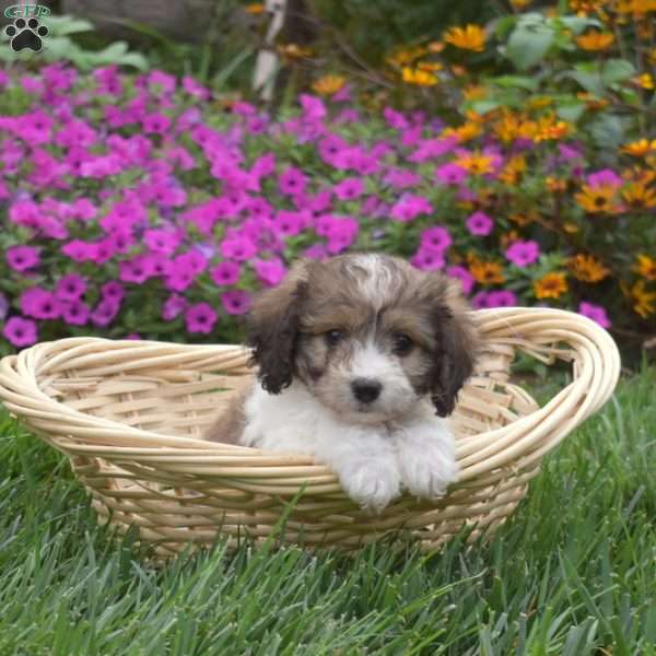 Dreamer, Cavachon Puppy
