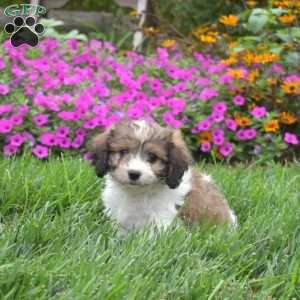 Dreamer, Cavachon Puppy