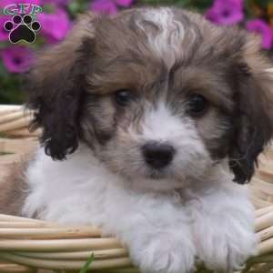 Dreamer, Cavachon Puppy