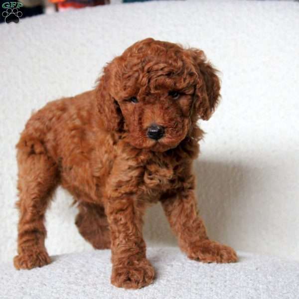 Drew, Toy Poodle Puppy