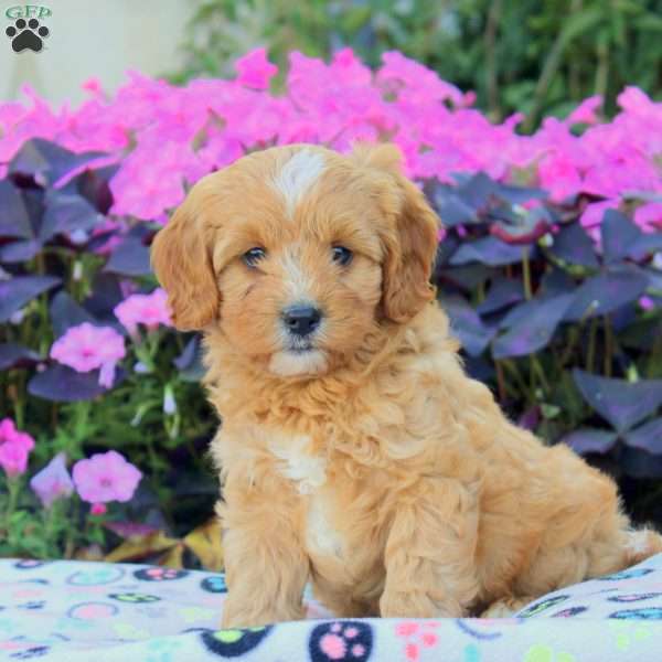 Drew, Cavapoo Puppy