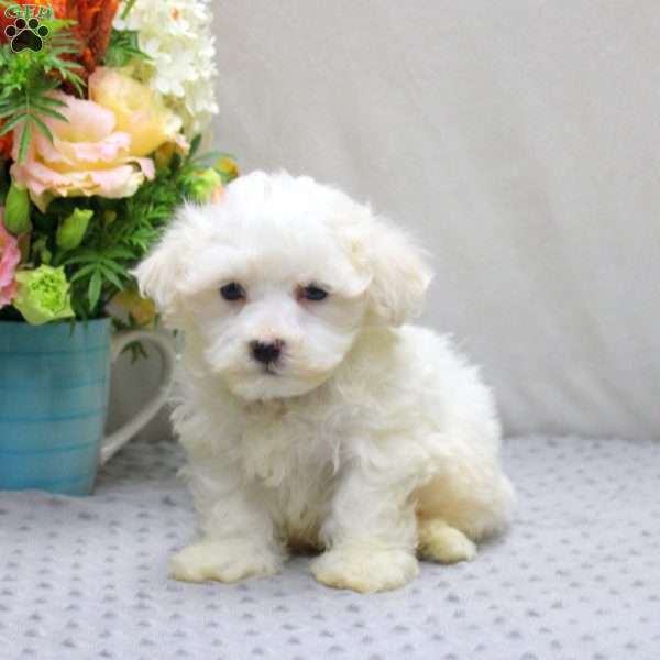Drew, Maltichon Puppy