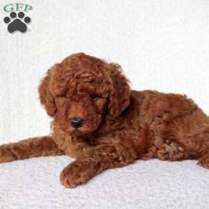 Drew, Toy Poodle Puppy