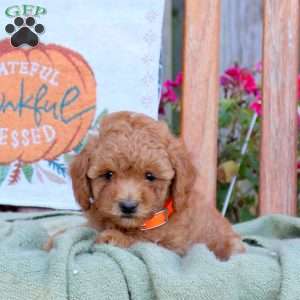 Drew, Mini Goldendoodle Puppy