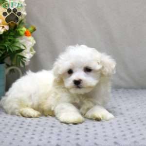 Drew, Maltichon Puppy