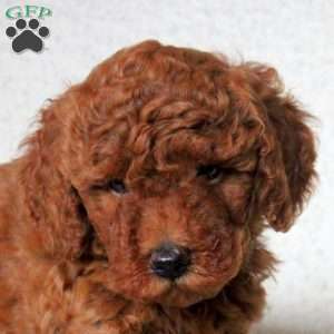 Drew, Toy Poodle Puppy