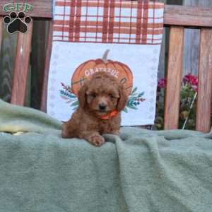 Drew, Mini Goldendoodle Puppy