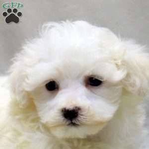 Drew, Maltichon Puppy