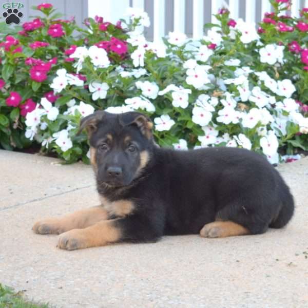Drifter, German Shepherd Puppy