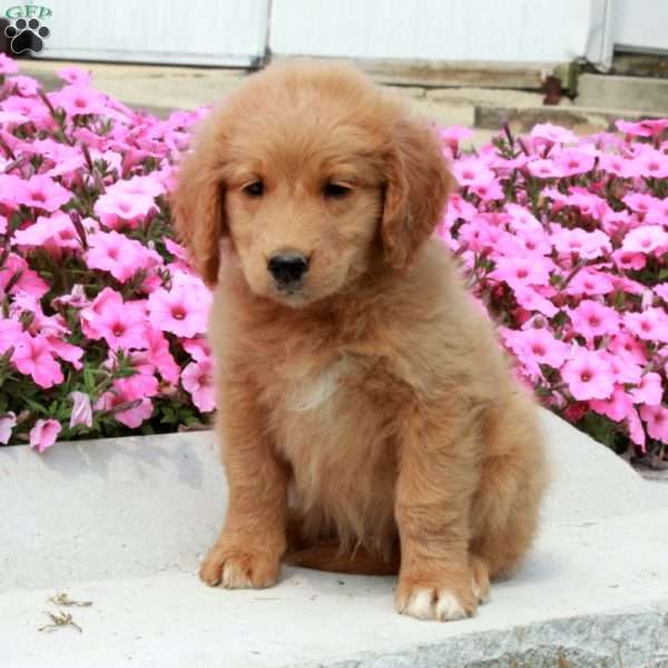 Duchess, Goldendoodle Puppy