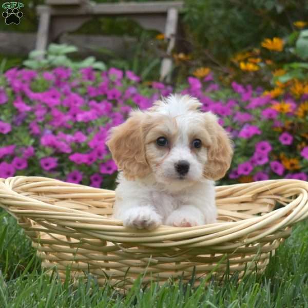 Duckie, Cavachon Puppy
