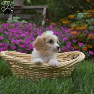 Duckie, Cavachon Puppy