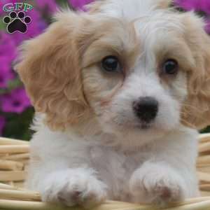 Duckie, Cavachon Puppy