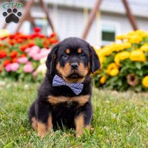 Duke, Rottweiler Puppy