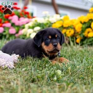 Duke, Rottweiler Puppy