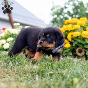 Duke, Rottweiler Puppy