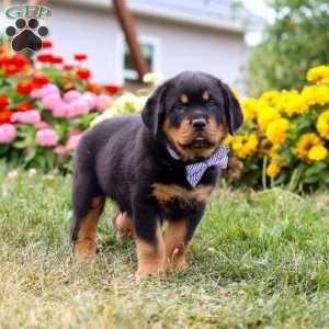 Duke, Rottweiler Puppy
