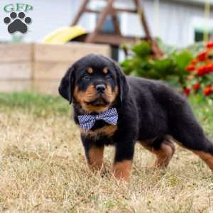 Duke, Rottweiler Puppy