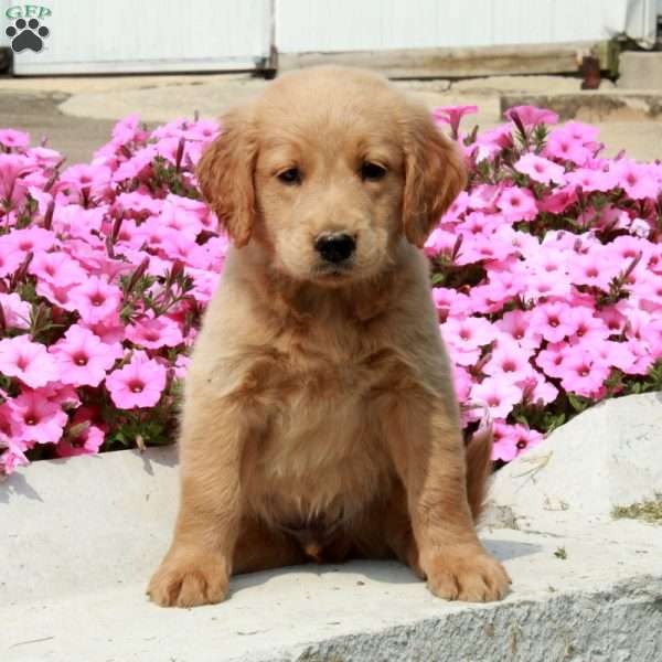 Duke, Goldendoodle Puppy
