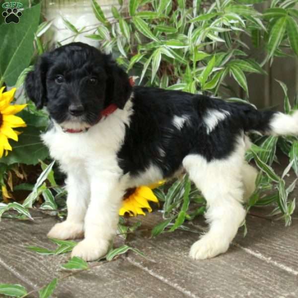 Duke, Goldendoodle Puppy