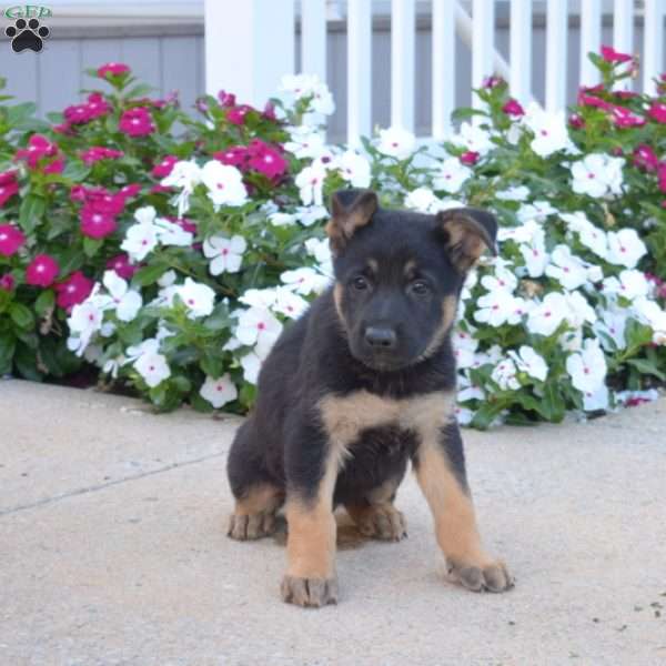 Duke, German Shepherd Puppy