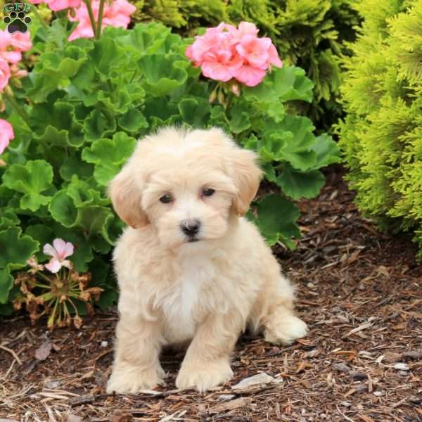 Duke, Bich-Poo Puppy