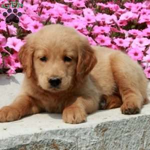 Duke, Goldendoodle Puppy