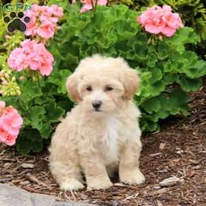 Duke, Bich-Poo Puppy