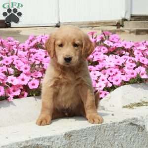 Duke, Goldendoodle Puppy