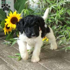 Duke, Goldendoodle Puppy