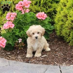 Duke, Bich-Poo Puppy