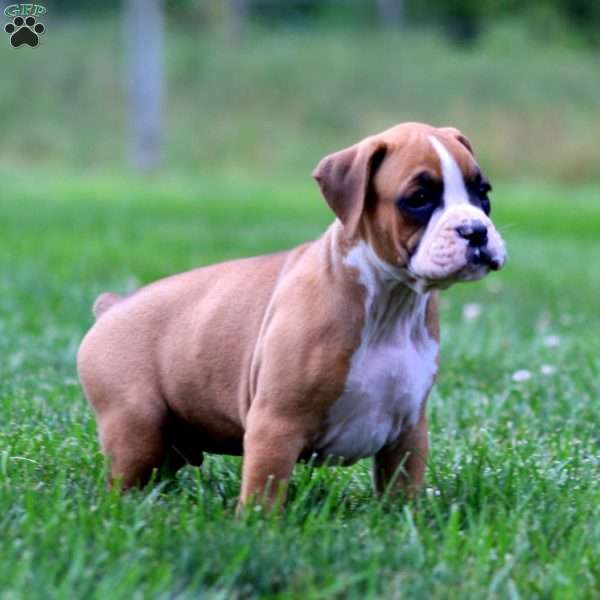 Duke, Boxer Puppy