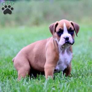Duke, Boxer Puppy