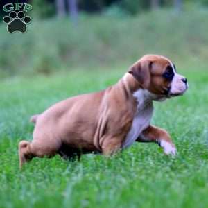Duke, Boxer Puppy