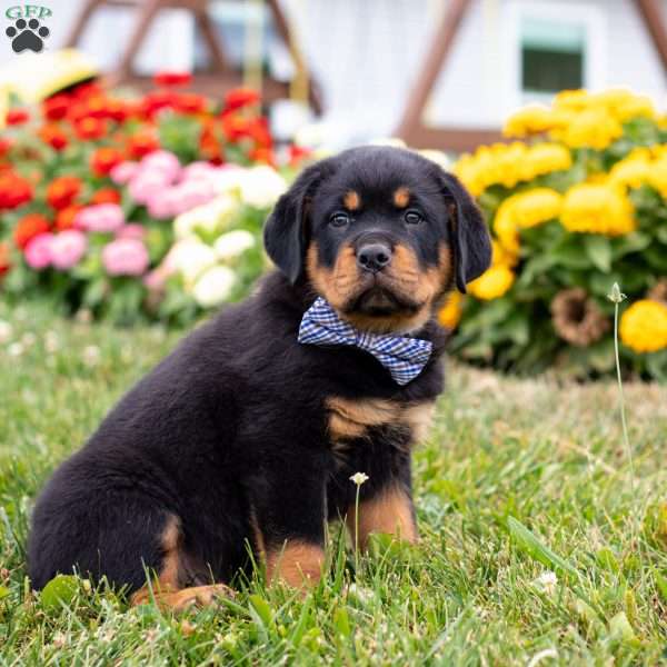Duke, Rottweiler Puppy