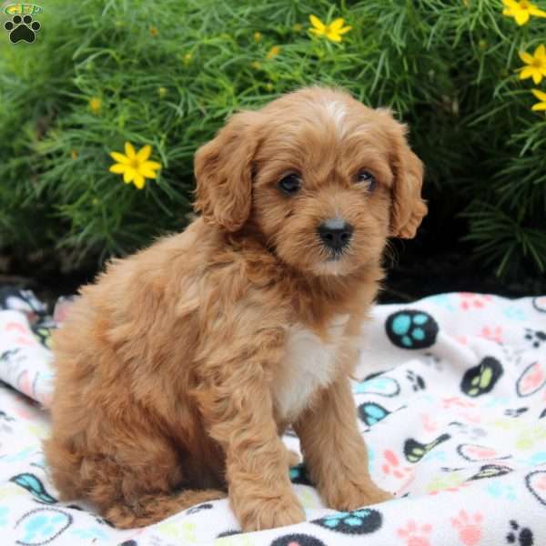 Duncan, Cavapoo Puppy
