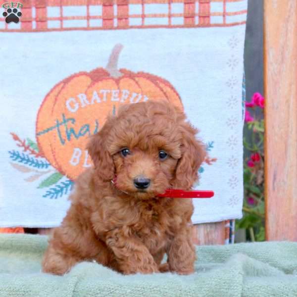 Duncan, Mini Goldendoodle Puppy